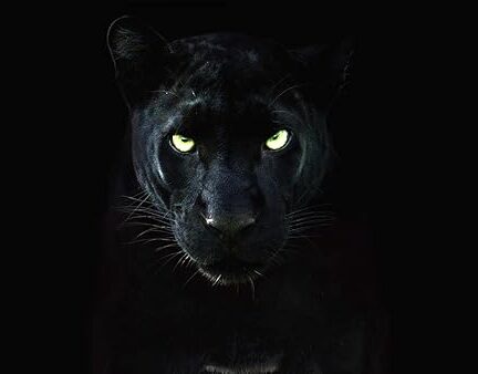 دانلود صوت دوبله فیلم The Real Black Panther